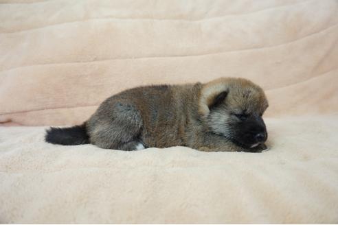 成約済の奈良県の柴犬-55393の2枚目