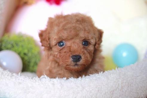 成約済の滋賀県のトイプードル-54725の1枚目