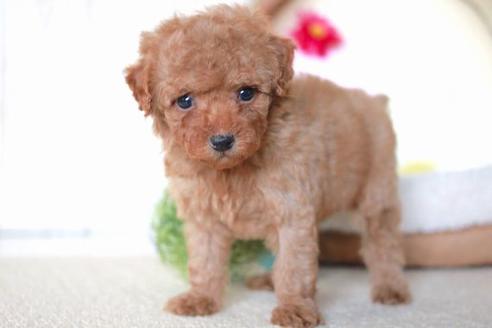 成約済の滋賀県のトイプードル-54725の5枚目