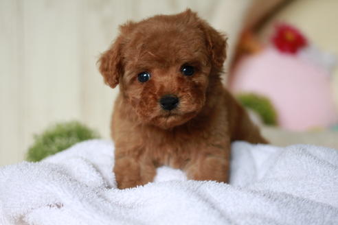 成約済の滋賀県のトイプードル-54726の10枚目