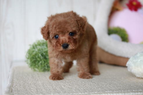 成約済の滋賀県のトイプードル-54726の9枚目