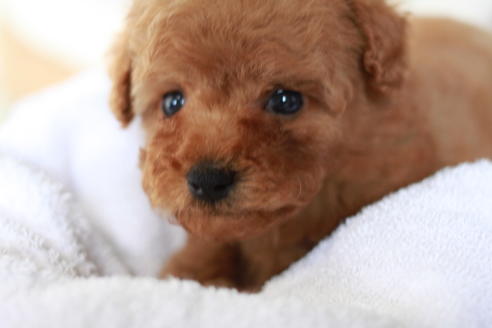 成約済の滋賀県のトイプードル-54726の8枚目