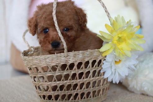 成約済の滋賀県のトイプードル-54726の7枚目