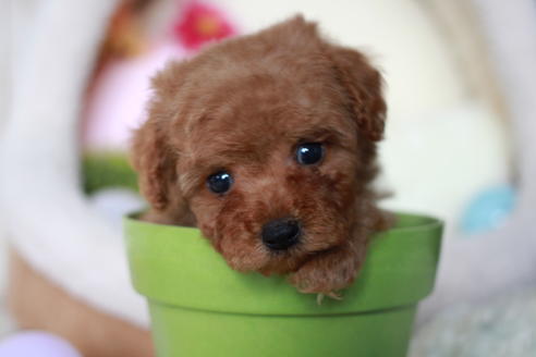 成約済の滋賀県のトイプードル-54726の6枚目