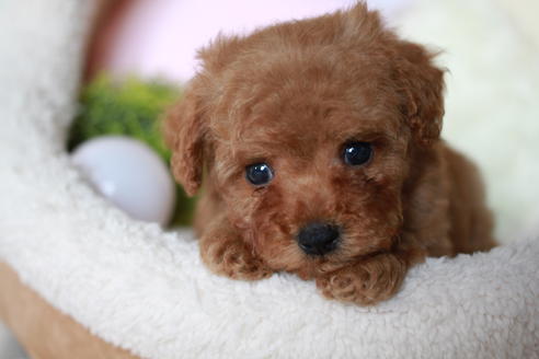 成約済の滋賀県のトイプードル-54726の5枚目