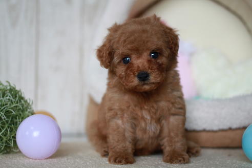 成約済の滋賀県のトイプードル-54726の4枚目