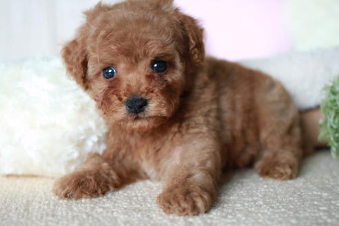 成約済の滋賀県のトイプードル-54726の3枚目