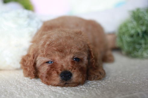 成約済の滋賀県のトイプードル-54726の2枚目