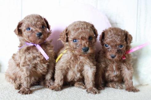 成約済の滋賀県のトイプードル-54726の1枚目