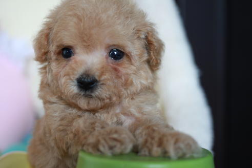 成約済の滋賀県のトイプードル-54728の7枚目