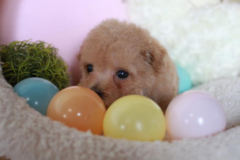 成約済の滋賀県のトイプードル-54728の6枚目