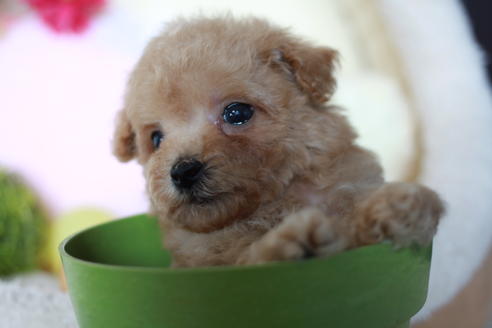 成約済の滋賀県のトイプードル-54728の5枚目