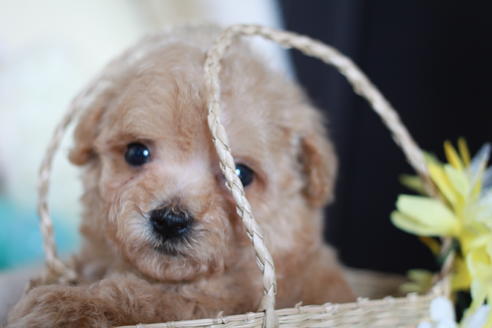 成約済の滋賀県のトイプードル-54728の4枚目