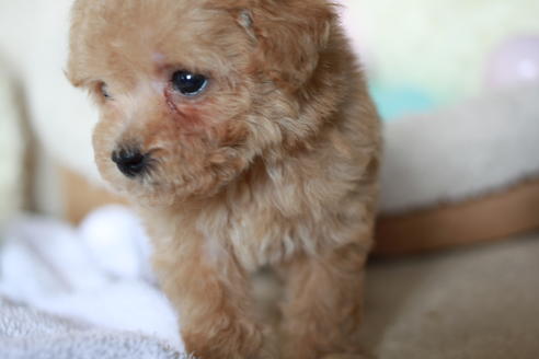 成約済の滋賀県のトイプードル-54728の3枚目