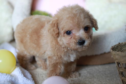 成約済の滋賀県のトイプードル-54728の2枚目