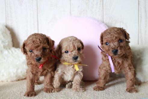 成約済の滋賀県のトイプードル-54728の1枚目