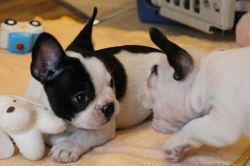 成約済の愛知県のフレンチブルドッグ-53050の6枚目