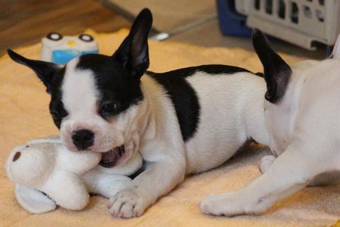 成約済の愛知県のフレンチブルドッグ-53050の5枚目