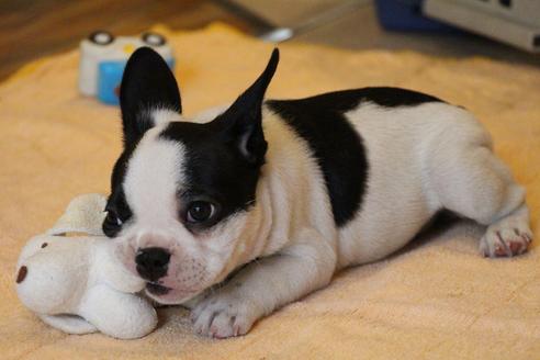 成約済の愛知県のフレンチブルドッグ-53050の4枚目