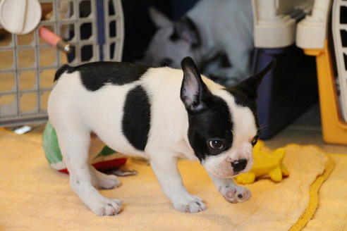 成約済の愛知県のフレンチブルドッグ-53050の3枚目