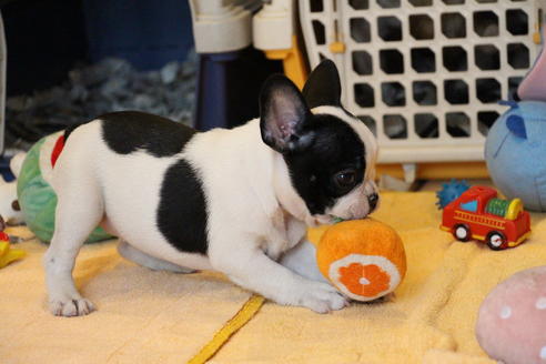 成約済の愛知県のフレンチブルドッグ-53050の2枚目