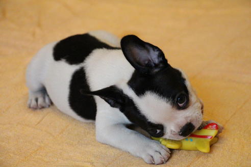 成約済の愛知県のフレンチブルドッグ-53050の1枚目