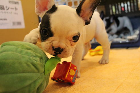 成約済の愛知県のフレンチブルドッグ-53048の6枚目