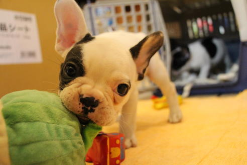 成約済の愛知県のフレンチブルドッグ-53048の5枚目