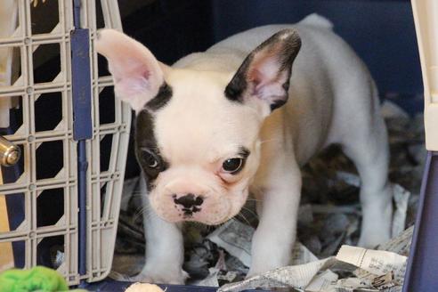 成約済の愛知県のフレンチブルドッグ-53048の4枚目