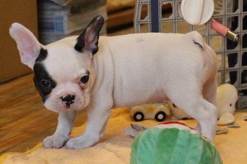 成約済の愛知県のフレンチブルドッグ-53048の3枚目