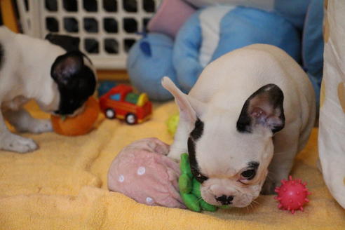 成約済の愛知県のフレンチブルドッグ-53048の2枚目