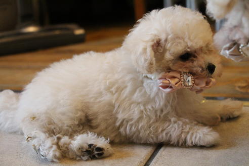 成約済の愛知県のトイプードル-52215の15枚目