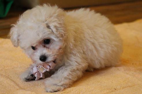 成約済の愛知県のトイプードル-52215の14枚目