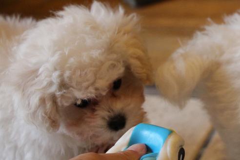 成約済の愛知県のトイプードル-52215の13枚目