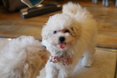 成約済の愛知県のトイプードル-52215の12枚目