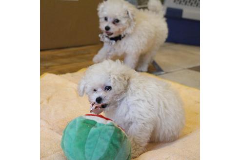 成約済の愛知県のトイプードル-52215の11枚目
