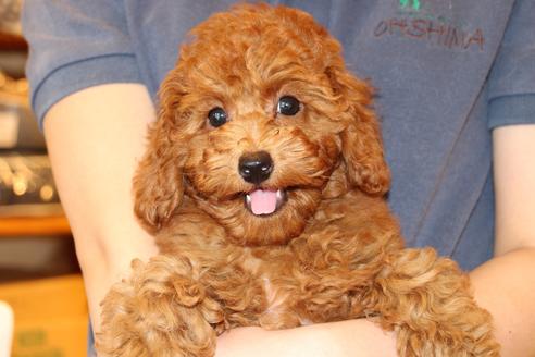 成約済の愛知県のトイプードル-50801の10枚目