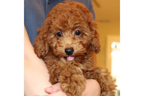 成約済の愛知県のトイプードル-50801の9枚目