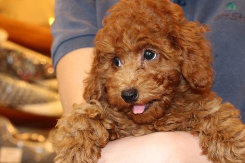 成約済の愛知県のトイプードル-50801の8枚目