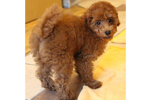 成約済の愛知県のトイプードル-50801の7枚目