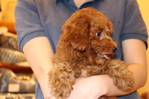 成約済の愛知県のトイプードル-50801の6枚目