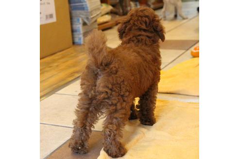 成約済の愛知県のトイプードル-50801の5枚目