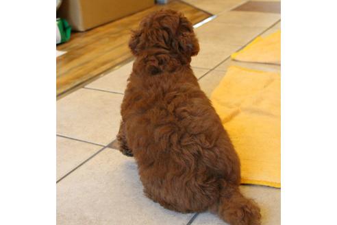 成約済の愛知県のトイプードル-50801の4枚目