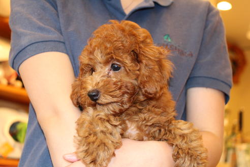 成約済の愛知県のトイプードル-50801の3枚目