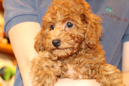 成約済の愛知県のトイプードル-50801の2枚目