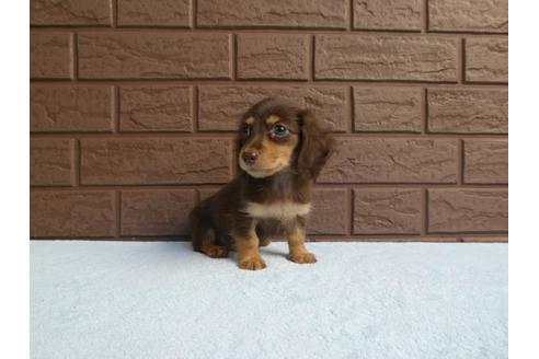 成約済の埼玉県のミニチュアダックスフンド(ロングヘアード)-55431の3枚目