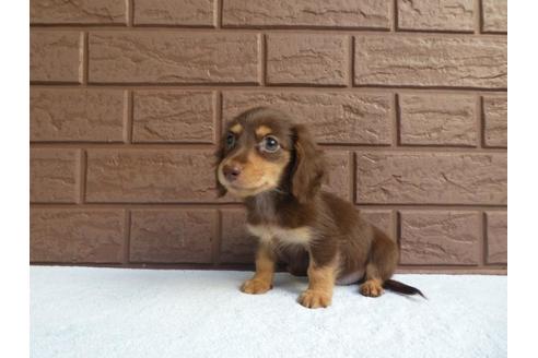 成約済の埼玉県のミニチュアダックスフンド(ロングヘアード)-55431の2枚目