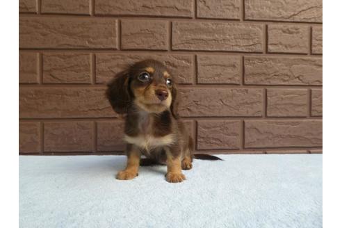 成約済の埼玉県のミニチュアダックスフンド(ロングヘアード)-55431の1枚目