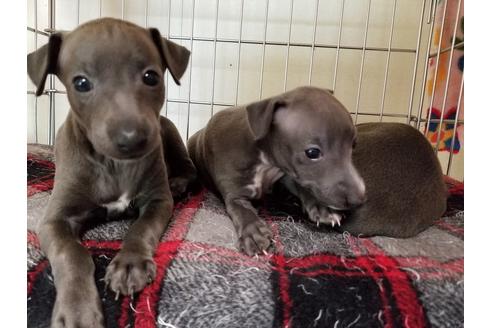 成約済の愛知県のイタリアングレーハウンド(イタグレ)-55434の3枚目