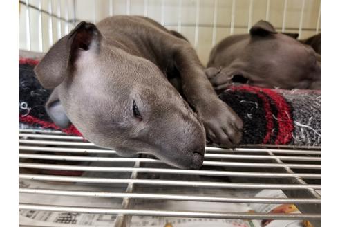 成約済の愛知県のイタリアングレーハウンド(イタグレ)-55434の2枚目